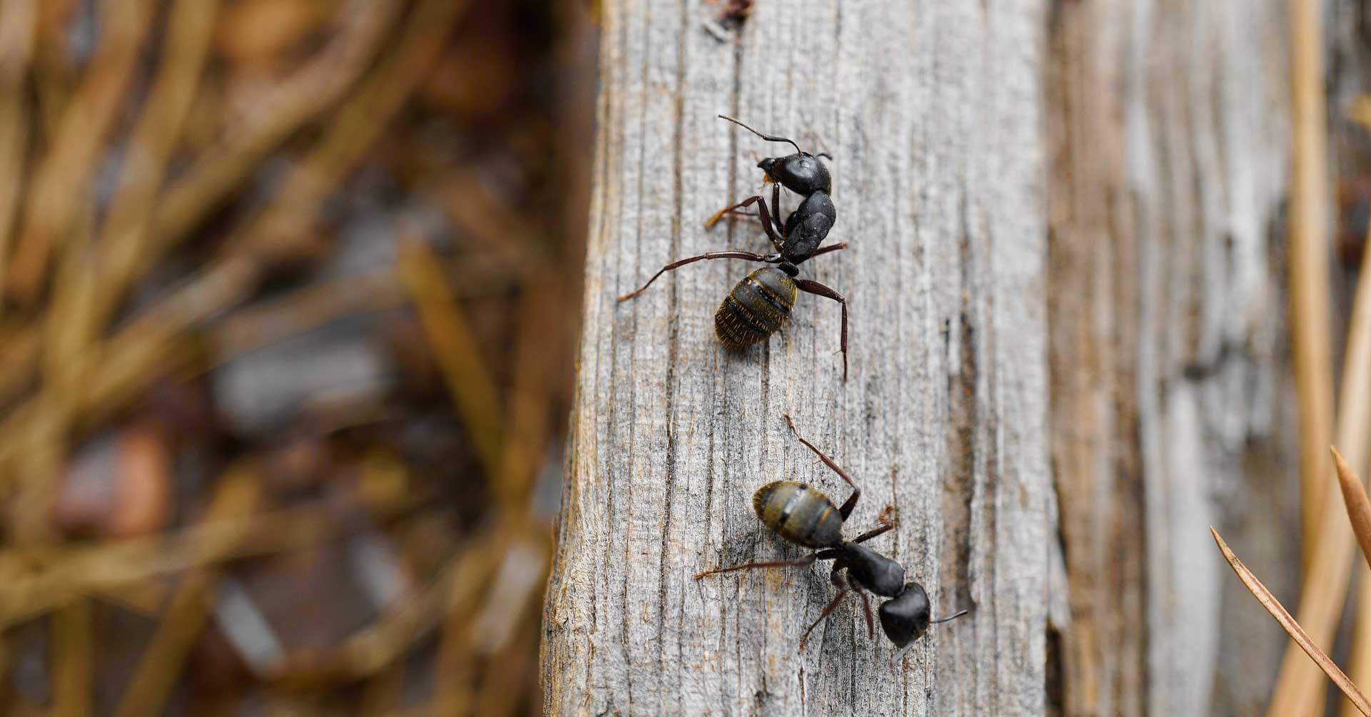 myror på en trädstam
