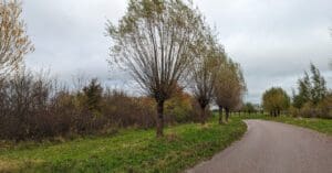 grusväg med träd och buskar