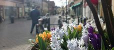 весенние цветы на городской улице
